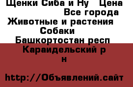 Щенки Сиба и Ну › Цена ­ 35000-85000 - Все города Животные и растения » Собаки   . Башкортостан респ.,Караидельский р-н